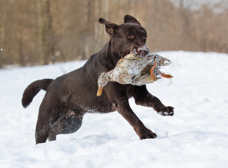 Dog labrador retriever with duck chocolate in winter outdoor