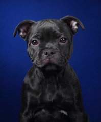 Fototapeta premium Cute puppy of english staffordshire bull terrier, closeup portrait