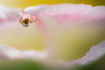 Spinne auf Tulpe