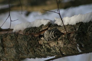 Lesser spotted woodpecker (Dryobates minor) on the tree