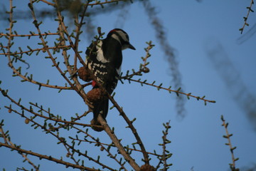 Great Spotted Woodpecker (Dendrocopos major) on tree in Belarus