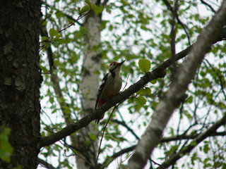Great Spotted Woodpecker (Dendrocopos major) on tree in Belarus