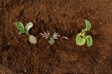 Plantas para cultivar en el huerto. Variedades de kale.