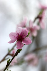 Branches of a blossoming peach against a cloudy sky.