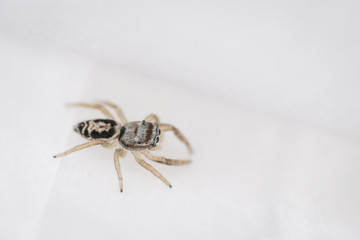 Springspinne