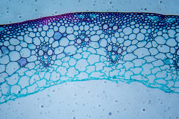 Microscopic image of wheat stem cross-section