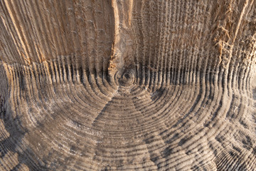 Fancy texture of ancient wooden pillars covered with salt particles.