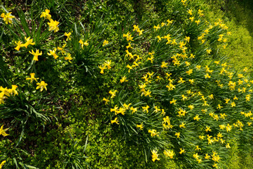 Osterglocken, Narzissen blühen leuchtend Gelb auf einer Wiese