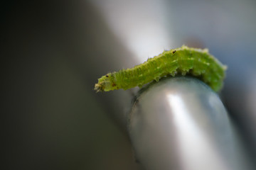 Raupe Nimmersatt