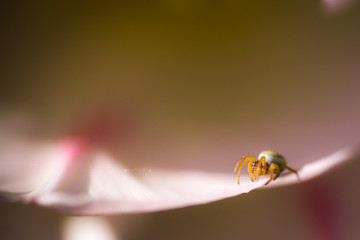 Spinne auf Tulpe