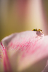 Spinne auf Tulpe