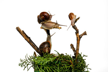 Snails on the walk. Clams traveling on a branch, communication, warm company.