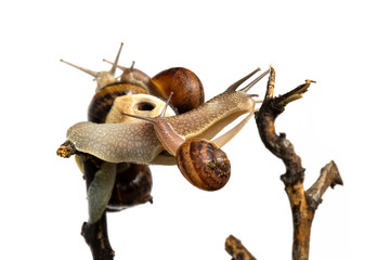 Snails on the walk. Clams traveling on a branch illustrating different emotions, connection, warm company.