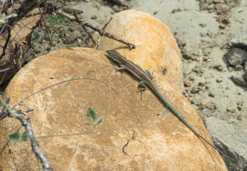 lizard on the ground, tatacoa desert, Huila Colombia