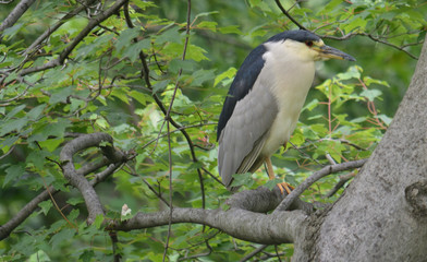 a black crowned night heron on a branch in a forest at Central Park in New York City
