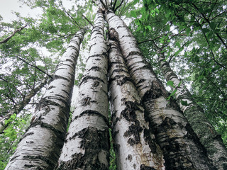 Fototapeta premium Four birch trees stretching up to the sky