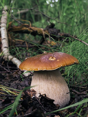 Giant penny bun in the autumn forest