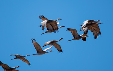 sandhill cranes in a flock flying against a deep blue sky near the Platte River in Nebraska