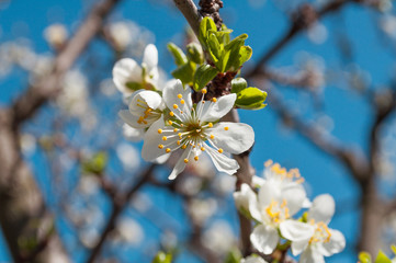 blossom in spring