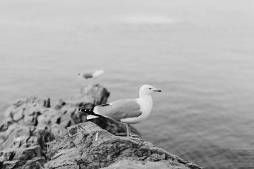 beautiful seagull on the rocky beach
