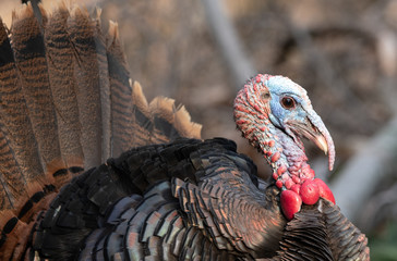 Male wide turkey view of head with snood and wattle prominent and tail feathers spread wide