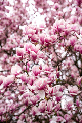 pink magnolia tree blossom