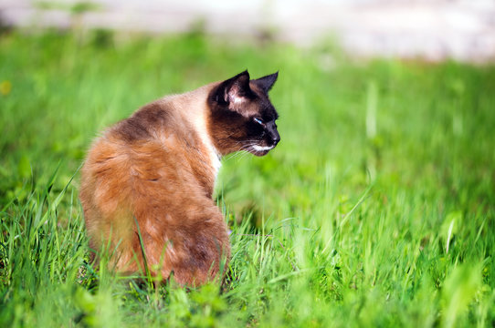 ..Siamese purebred cat is sitting in the grass. Profile. Blurred background