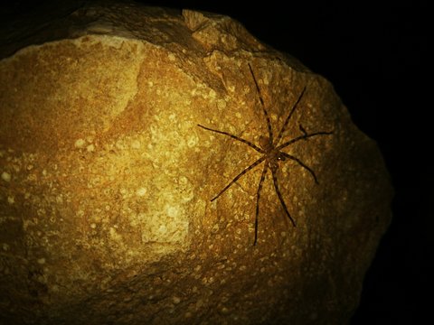 Close-up Of Spider On Rock
