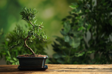 Japanese bonsai plant on wooden table, space for text. Creating zen atmosphere at home - obrazy, fototapety, plakaty