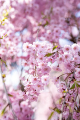 Fototapeta premium cherry blossom tree in bloom