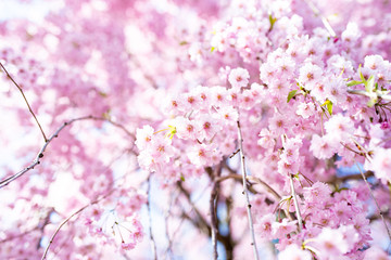 cherry blossom flower in spring
