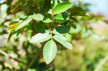 leaves in spring