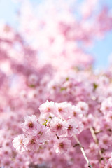 pink cherry blossoms