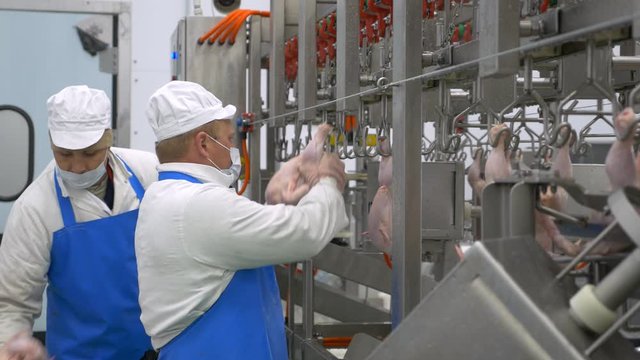Chicken factory process conveyor meat industrial line