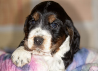 Portrait of a wonderful baby english cocker spaniel. Age 45 days. The background is blurred.