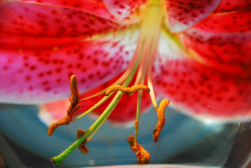 Pink lily submerged in water close up.