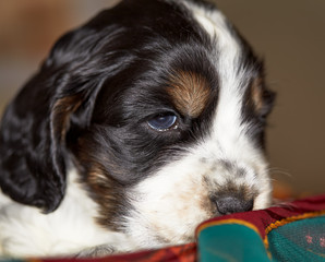 Portrait of an english cocker spaniel puppy. Age 1 month. Black and white color. Brown eyebrows and cheeks.