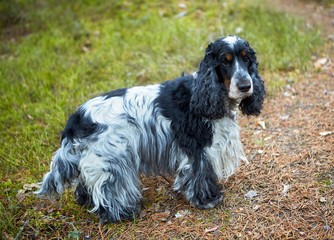 A beautiful english cocker spaniel of a blue-roan color stands on a forest path. On the ground are...