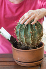 transplanting the cactus