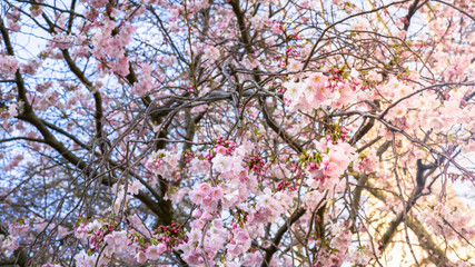 magnolia tree blooming pink flowers, spring, London