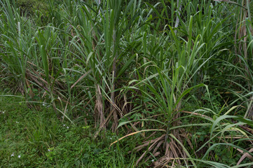 Sugarcane