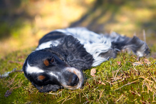 English Cocker Spaniel lies on the green grass and looks into the frame. The color of the blue roan and tan.