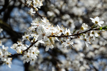 One brief season moment in spring time is the blooming of cherry tree.