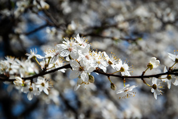 One brief season moment in spring time is the blooming of cherry tree.