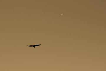 Condor 