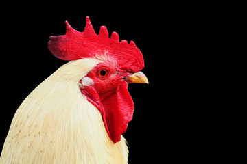 Portrait of white rooster isolated on black background, cock