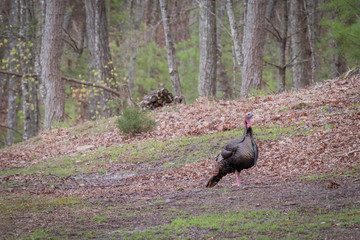 A large tom Wild Turkey walking through a grassy area. Male turkeys are referred to as 