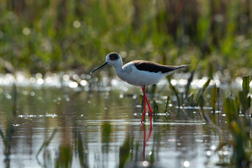 Beautiful Black-winged Stilt bird (Himantopus himantopus) in beautiful shining lake background.