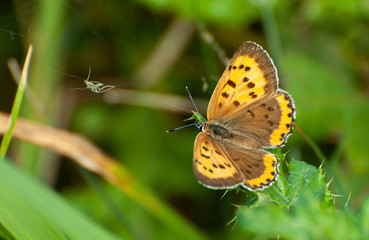 butterfly on a flower and spider web