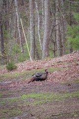 A large tom Wild Turkey walking through a grassy area. Male turkeys are referred to as 